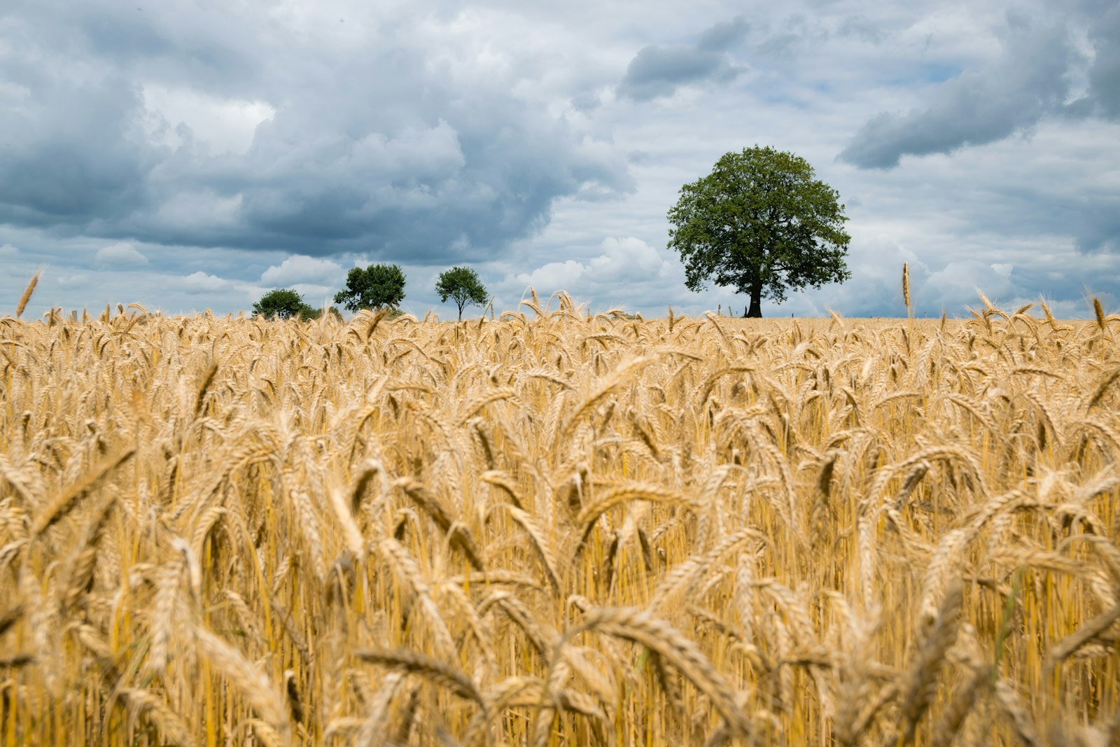 Weite Feldlandschaft mit Wolkenhimmel
