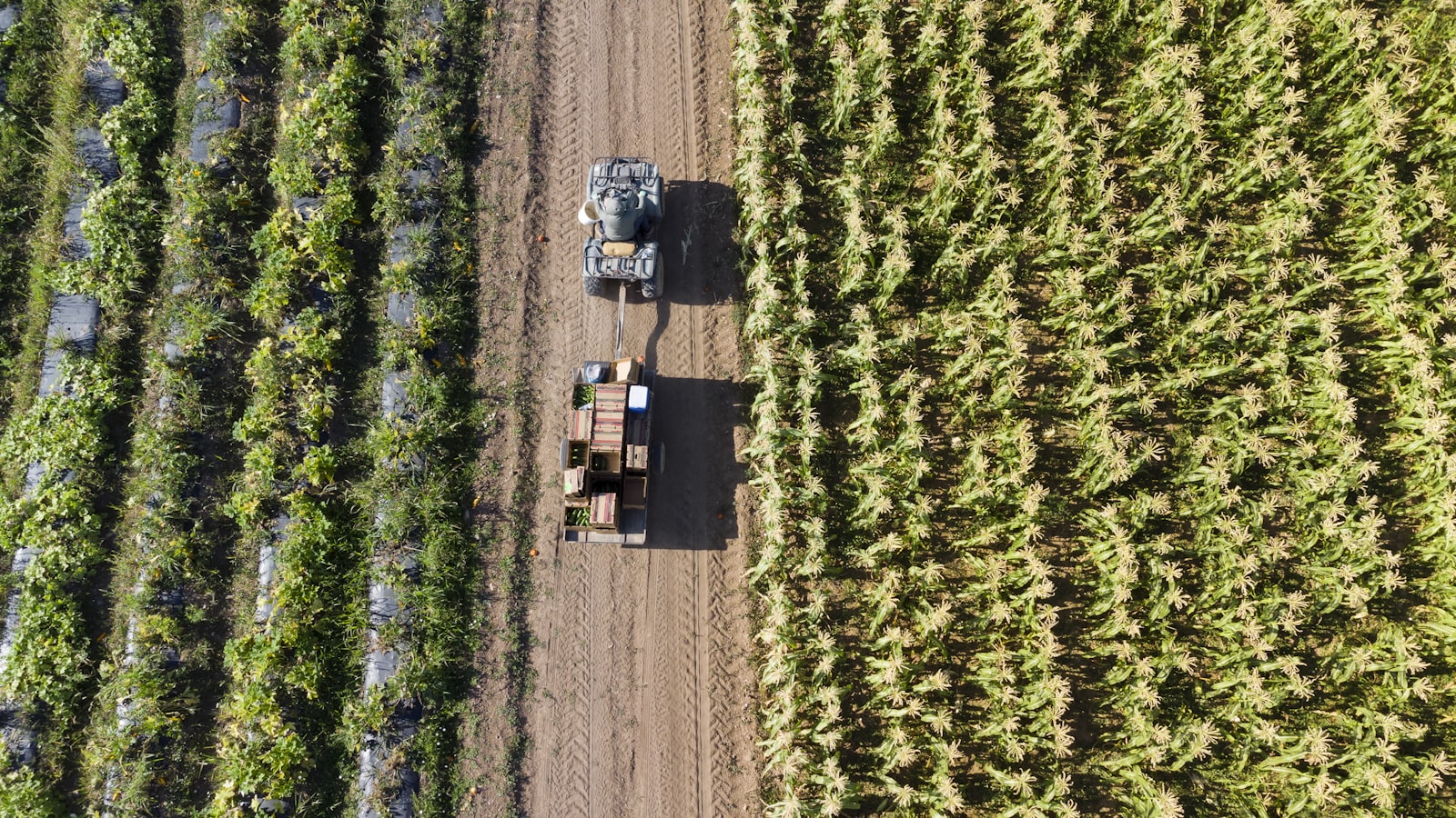 Traktor bei der Ernte auf einem Feld